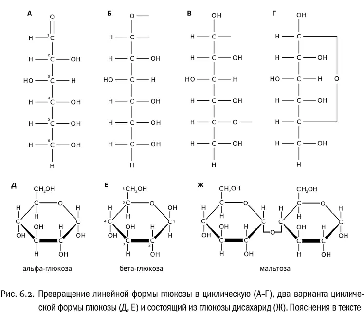 По такому же принципу переходят в циклическую форму и рибоза и фруктоза и - фото 31
