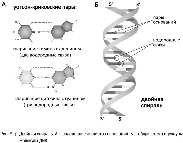 Но теперь у них получилась модель молекулы идеально соответствовавшая правилам - фото 44