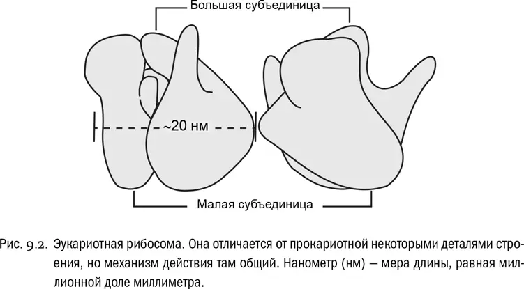 Любой белок по определению кодируется собственным геном и синтезируется на - фото 46