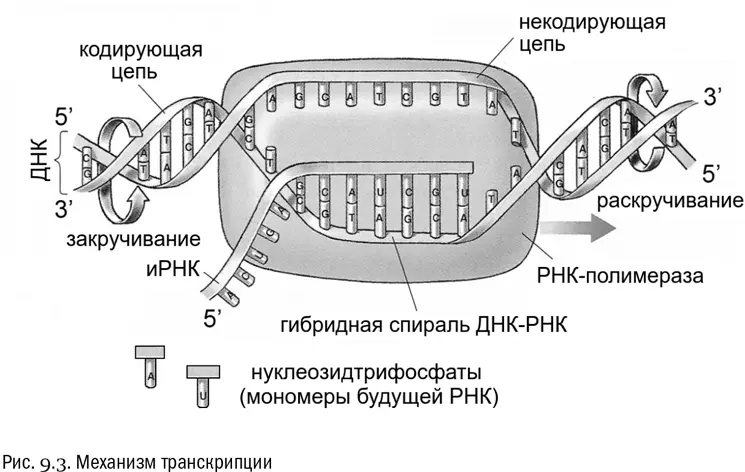 Цепь ДНК с которой идет транскрипция называют кодирующей противоположную - фото 47