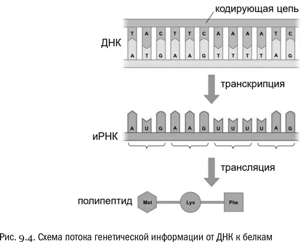 Центральная догма дополнение Не нами замечено что читателей - фото 48