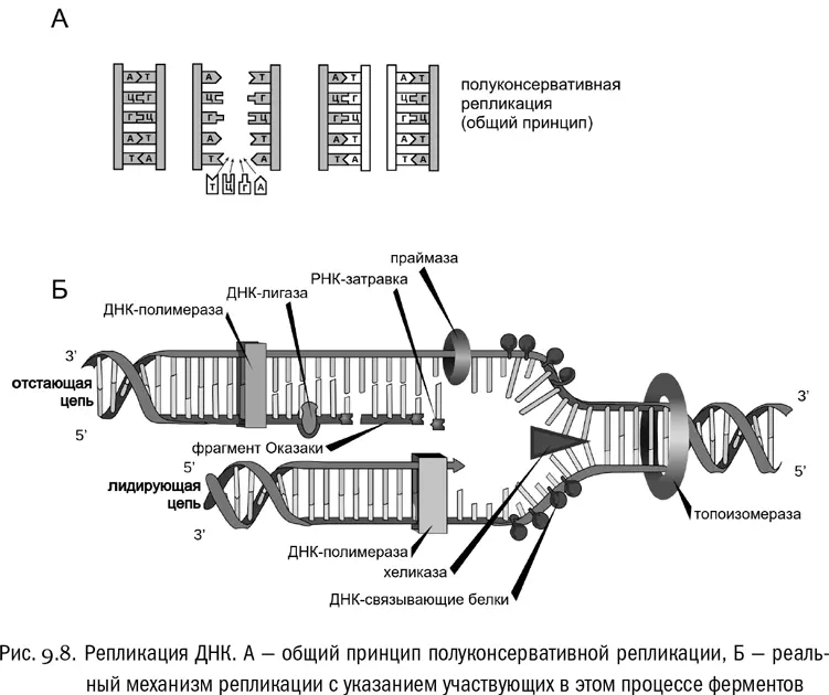 Фермент который синтезирует из мономеров новую цепь ДНК комплементарную к - фото 52