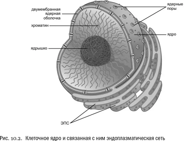 Основное содержимое ядра ДНК связанная со специальными белками Важнейшие - фото 54