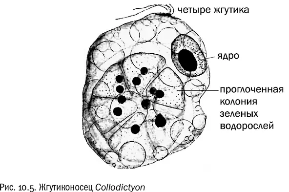 Известно даже какие именно это были бактерии Митохондрии скорее всего - фото 57