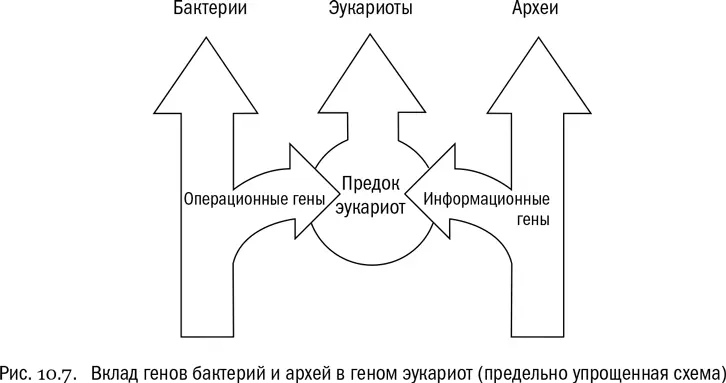 Второе соображение вот какое При взгляде на эволюционное древо у непредвзятого - фото 59