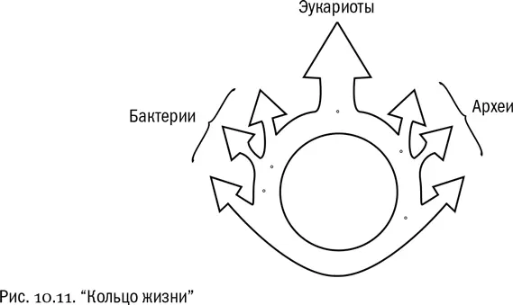 Фундамент многоклеточности У эукариот есть две особенности очень облегчающие - фото 63