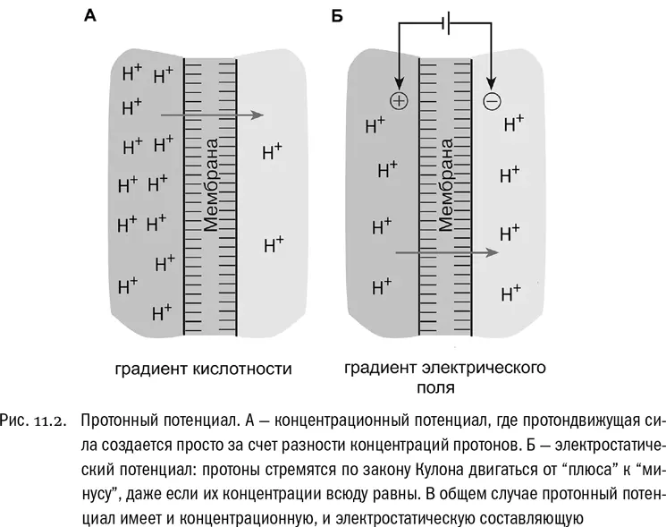 Между тем известно что при отсутствии препятствий концентрация любого вещества - фото 66