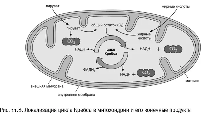 Дыхательная цепь Итак молекула глюкозы с которой мы начали разговор о - фото 72