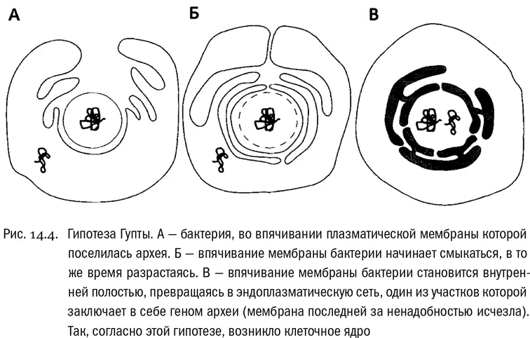 Интересно что в гипотезе Гупты назовем ее так для краткости хотя ее - фото 82