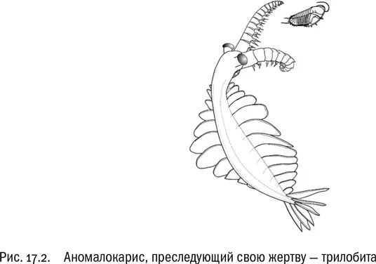 С появлением хищников процесс образования новых жизненных форм стал понемногу - фото 111