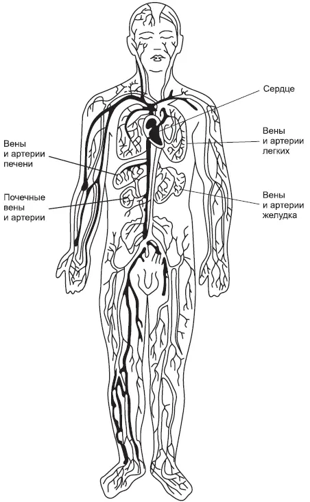 Рис12 Строение сердечнососудистой системы К СВЕДЕНИЮ Трудно поверить но - фото 2