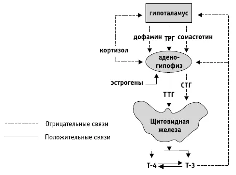 Рис 2Схема регуляции гипоталамогипофизарнотиреоидной системы Иные функции - фото 4