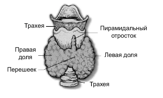 Рис 3Щитовидная железа Щитовидная железа у взрослого весит в среднем 1630 г - фото 5