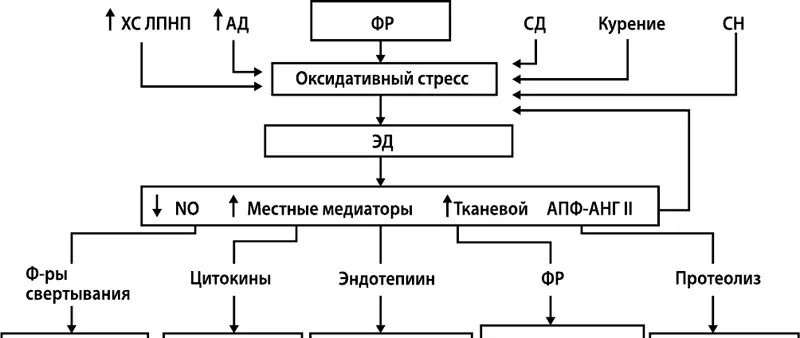 Рисунок 17 Механизм формирования сосудистой коморбидности Остановимся на роли - фото 21