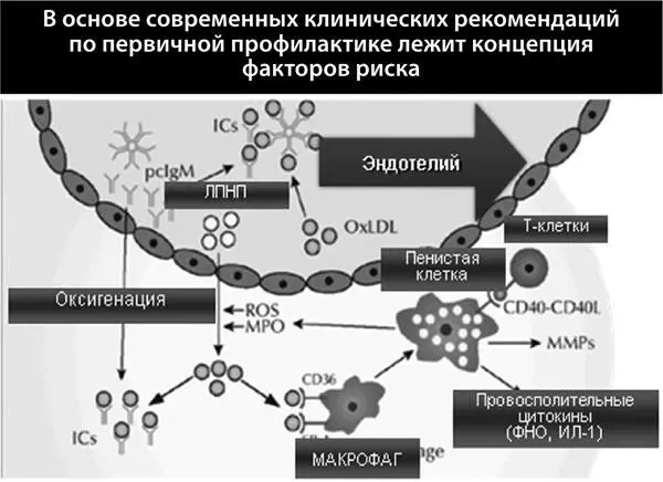 Рисунок 20 Механизм развития эндотелиальной дисфункции Липопротеиды низкой - фото 24