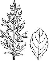 Форма листьев растения с настроением Hygrophila difformis Синнема изменяет - фото 22