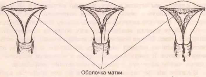 Рисунок 6 Поперечное сечение матки Это отторжение маткой ее внутренней - фото 10
