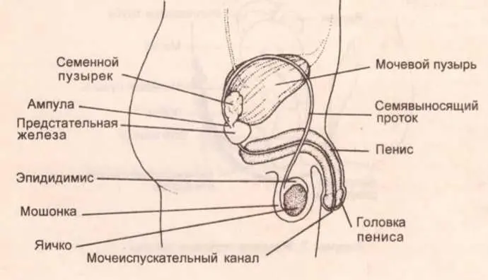 Рисунок 1 Мужские половые органы На уроке я рассказываю что у мужчин наружные - фото 5