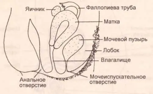 Рисунок 2 Женские половые органы Наружные половые органы женщины называют - фото 6