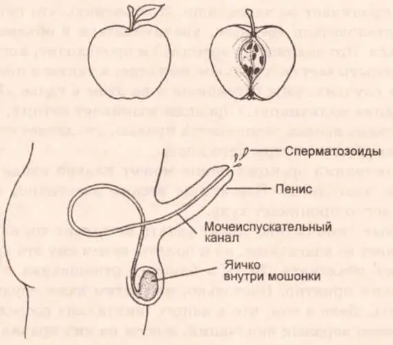 Рисунок 3 Поперечное сечение яблока вверху и пениса и мошонки внизу - фото 7