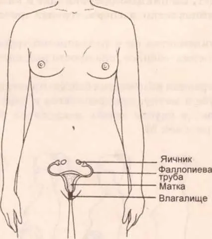 Рисунок 4 Внутренние половые органы женщины Матка внутренняя полость - фото 8