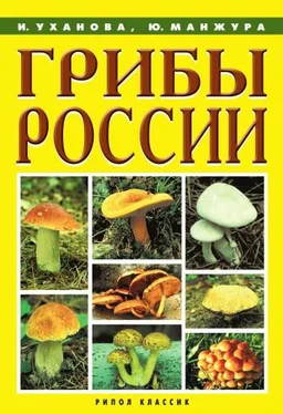 Ирина Уханова Грибы России обложка книги