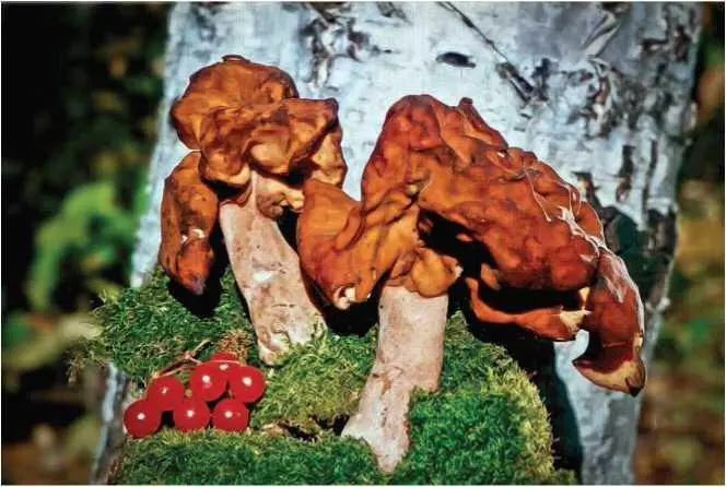 Сморчок съедобный сморчок обыкновенный сморчок настоящий Morchella - фото 5
