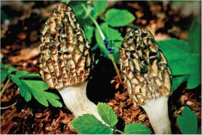 Сморчок толстоногий Morchella crassipes Vent Fr Pers Гумусовый - фото 8