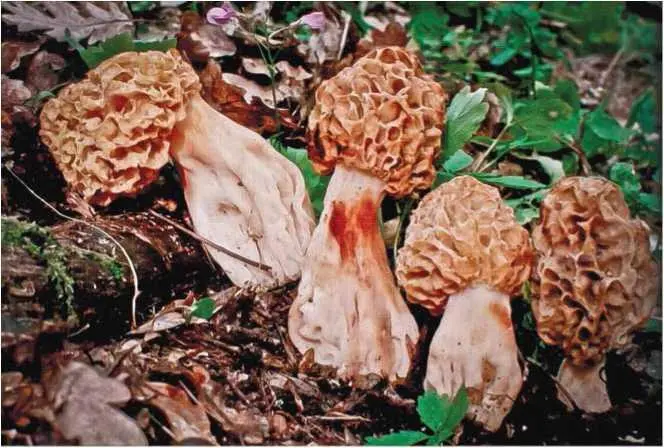 Семейство Пецицивые Pezizaceae Пецица коричневокаштановая пецица - фото 9