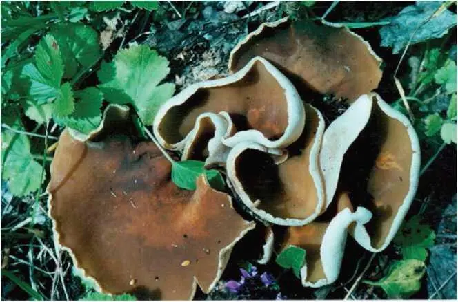 Семейство Саркосцифовые Sarcoscyphaceae Саркосцифа яркокрасная пецица - фото 10