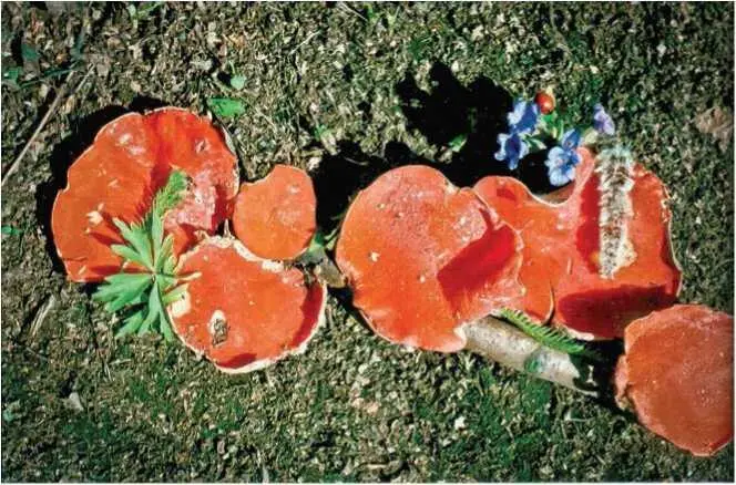 Семейство Геоглоссовые Geoglossaceae Спатулярия желтоватая спатулярия - фото 11