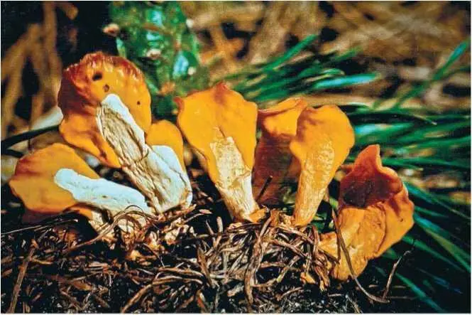Семейство Пиронемовые Pyronemataceae Отидея ослиновая отидея рассеченная - фото 12