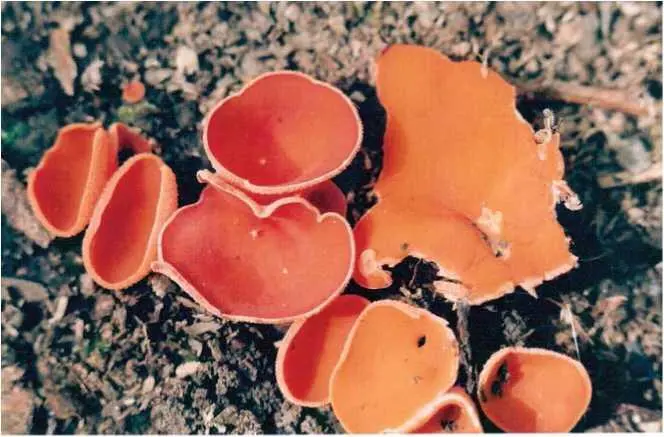 Семейство Трюфелевые Tuberaceae Трюфель белый Choiromyces venosus Fr - фото 14