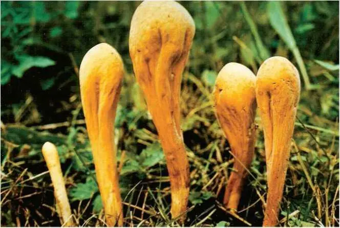 Семейство Клавулиновые Clavulinaceae Клавулина аметистовая рогатик - фото 16