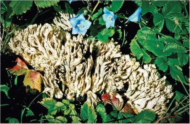 Семейство Спарассисовые Sparassidaceae Спарассис курчавый грибная капуста - фото 19