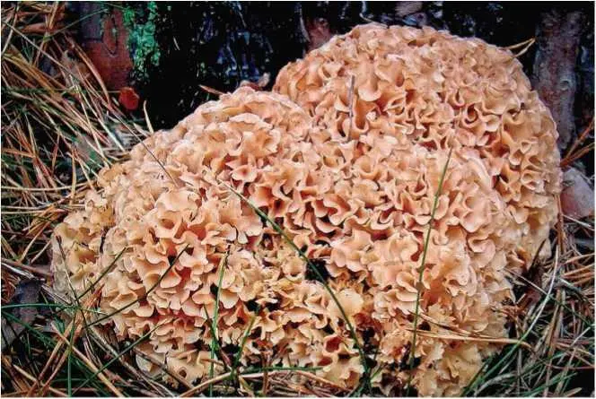 Семейство Рамариевые Ramariaceae Рамария желтая рогатик желтый коралл - фото 20
