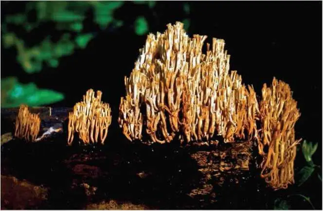 Семейство Герициевые Hericiaceae Ежовик коралловидный коралловый гриб - фото 23