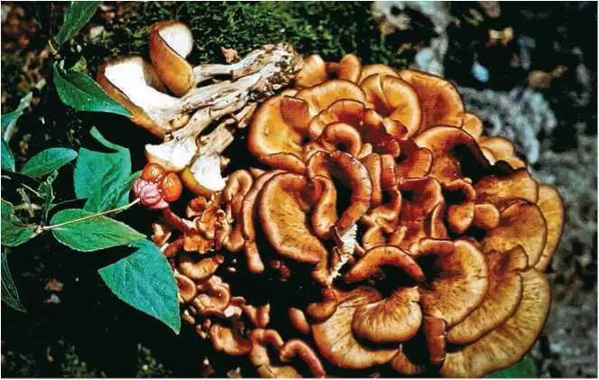 Семейство Ежовиковые Hydnaceae Ежовик желтый ежовик выемчатый глухая - фото 26
