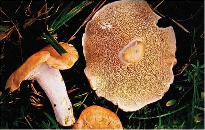 Семейство Феоловые Phaeolaceae Трутовик серножелтый Laetiporus - фото 27