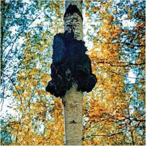Семейство Трутовиковые Polyporaceae Подсемейство Polyporioideae Трутовик - фото 29