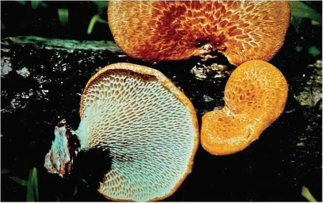 Семейство Полипоровые Poliporaceae Трутовик чешуйчатый вязовик трутовик - фото 30