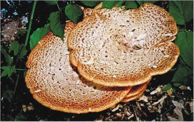 Трутовик зимний полипорус зимний Polyporus hrumalis Pers Fr Fr - фото 31
