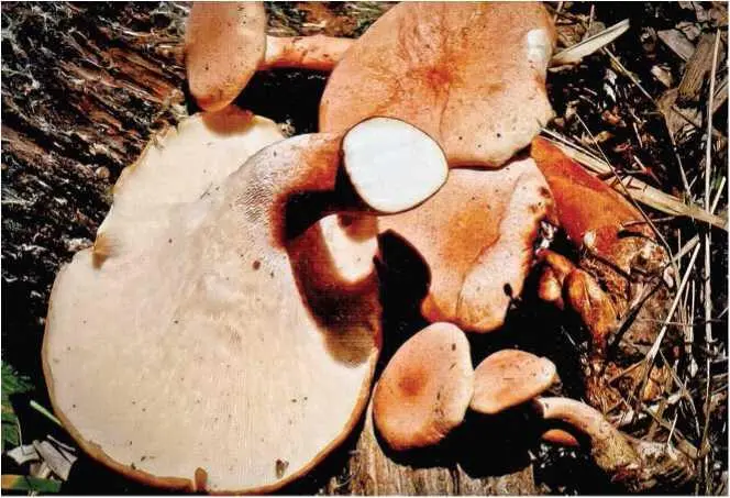 Трутовик разветвленный трутовик ветвистый Polyporus umbellatus Pers - фото 32