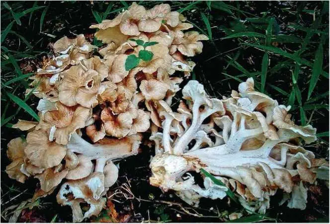 Семейство Фомитопсисовые Fomitopsidaceae Губка березовая трутовик - фото 33