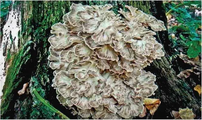 Семейство Фистулиновые Fistulinaceae Печеночница обыкновенная печеночный - фото 35