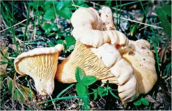 Семейство Болетовые Boletaceae Дубовик крапчатый боровик зернистоногий - фото 37