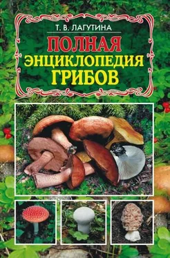 Татьяна Лагутина Полная энциклопедия грибов обложка книги