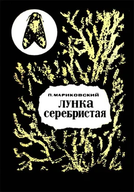 Павел Мариковский Лунка серебристая обложка книги