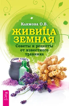 Ольга Климова Живица Земная. Советы и рецепты от известного травника обложка книги