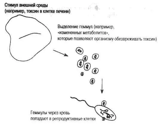 Рис 11 Теория пангенезиса Чарльза Дарвина 1868 Теория пангенезиса - фото 1